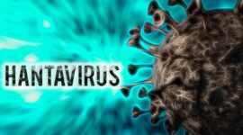 Ilustrasi. Hantavirus. (iStockphoto)