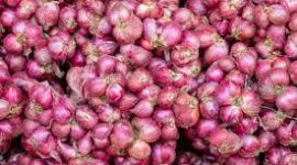 Tumpukan bawang merah segar hasil panen petani ( Poto : MyKuta )
