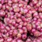 Tumpukan bawang merah segar hasil panen petani ( Poto : MyKuta )