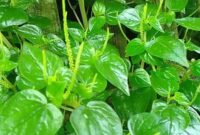 Daun Sirih Cina Manfaat untuk Kesehatan, Kandungan, Cara Konsumsi, dan Efek Samping.( Poto : Apps Sides ).