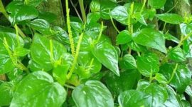 Daun Sirih Cina Manfaat untuk Kesehatan, Kandungan, Cara Konsumsi, dan Efek Samping.( Poto : Apps Sides ).