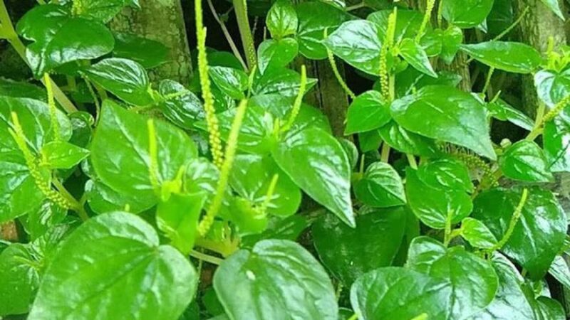 Daun Sirih Cina Manfaat untuk Kesehatan, Kandungan, Cara Konsumsi, dan Efek Samping.( Poto : Apps Sides ).