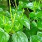 Daun Sirih Cina Manfaat untuk Kesehatan, Kandungan, Cara Konsumsi, dan Efek Samping.( Poto : Apps Sides ).