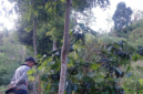 Foto: ANTARA/HO-SPTN Wilayah I BBTNKS.