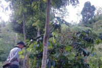 Foto: ANTARA/HO-SPTN Wilayah I BBTNKS.