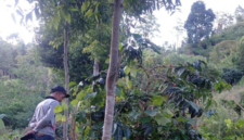 Foto: ANTARA/HO-SPTN Wilayah I BBTNKS.