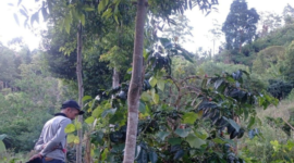 Foto: ANTARA/HO-SPTN Wilayah I BBTNKS.