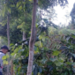 Foto: ANTARA/HO-SPTN Wilayah I BBTNKS.