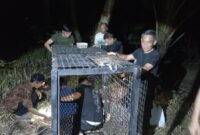 Balai Konservasi Sumber Daya Alam (BKSDA) Lampung memasang kandang jebak menyusul laporan kemunculan satwa liar yang diduga beruang madu di sejumlah wilayah Kabupaten Tanggamus.( poto : kompas.com )