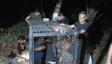 Balai Konservasi Sumber Daya Alam (BKSDA) Lampung memasang kandang jebak menyusul laporan kemunculan satwa liar yang diduga beruang madu di sejumlah wilayah Kabupaten Tanggamus.( poto : kompas.com )