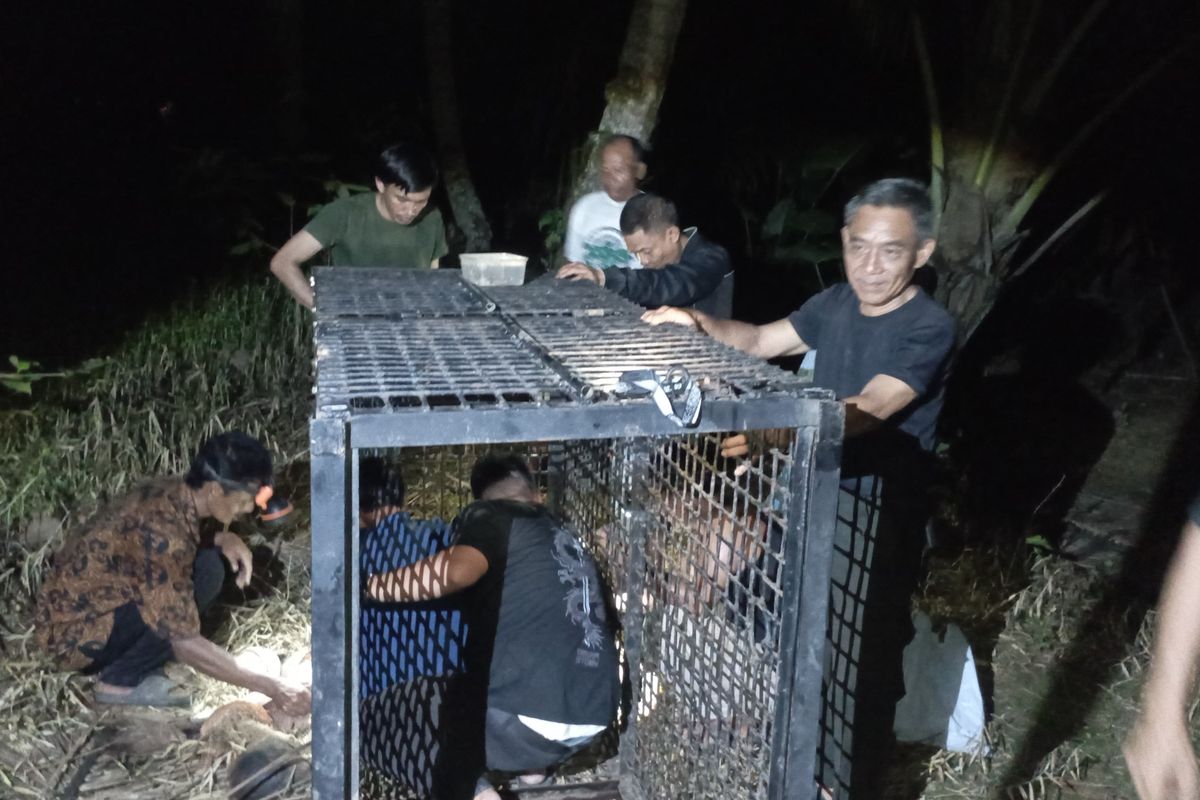 Balai Konservasi Sumber Daya Alam (BKSDA) Lampung memasang kandang jebak menyusul laporan kemunculan satwa liar yang diduga beruang madu di sejumlah wilayah Kabupaten Tanggamus.( poto : kompas.com )