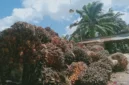 Hasil panen sawit salah satu pekebun di Kabupaten Penajam Paser Utara, Provinsi Kalimantan Timur.( poto : ANTARA )