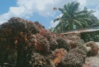Hasil panen sawit salah satu pekebun di Kabupaten Penajam Paser Utara, Provinsi Kalimantan Timur.( poto : ANTARA )