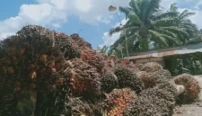 Hasil panen sawit salah satu pekebun di Kabupaten Penajam Paser Utara, Provinsi Kalimantan Timur.( poto : ANTARA )