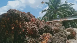 Hasil panen sawit salah satu pekebun di Kabupaten Penajam Paser Utara, Provinsi Kalimantan Timur.( poto : ANTARA )