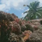 Hasil panen sawit salah satu pekebun di Kabupaten Penajam Paser Utara, Provinsi Kalimantan Timur.( poto : ANTARA )