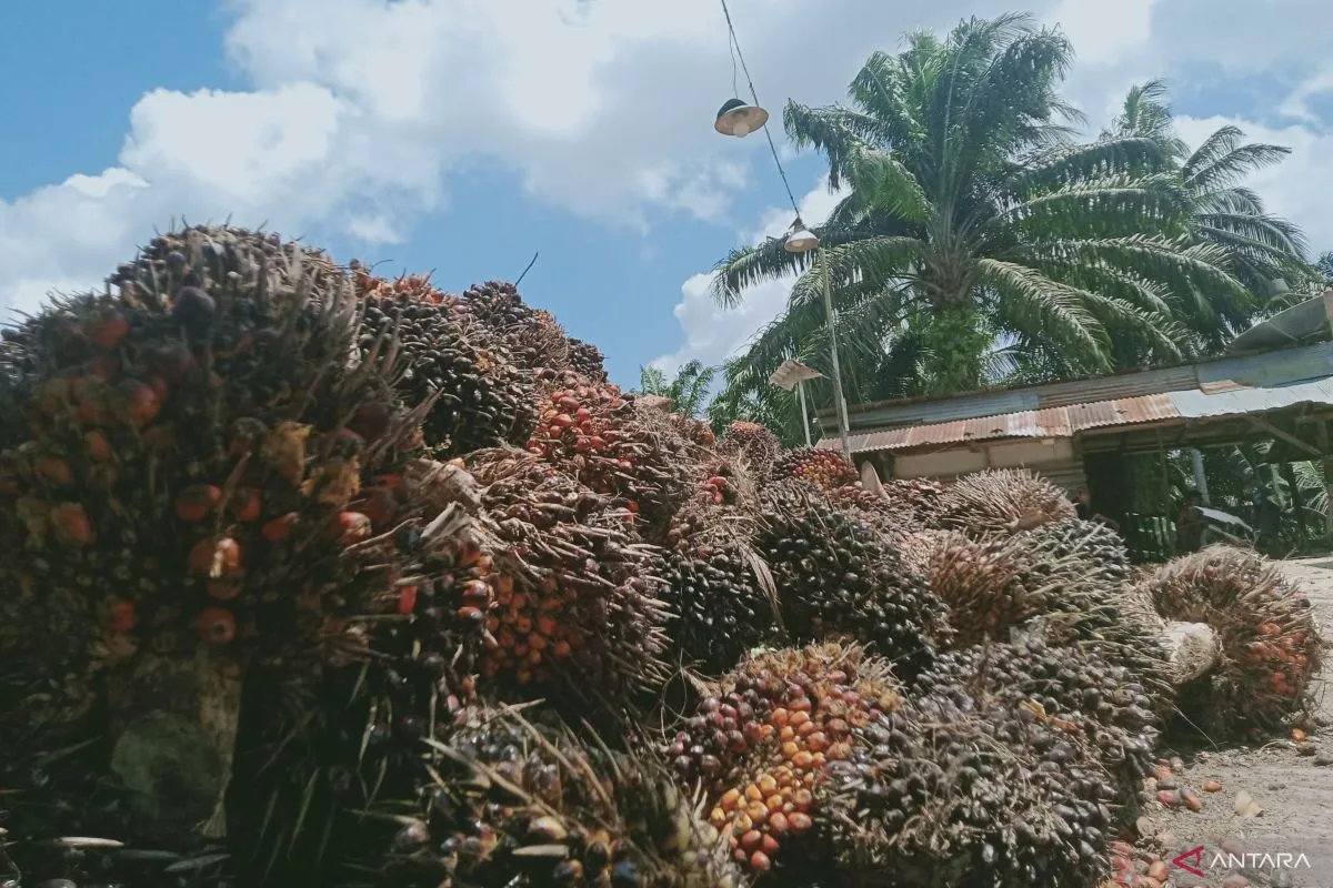 Hasil panen sawit salah satu pekebun di Kabupaten Penajam Paser Utara, Provinsi Kalimantan Timur.( poto : ANTARA )