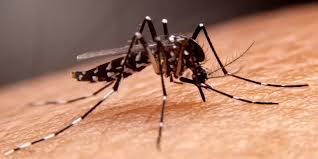 Gambar Nyamuk. (Sumber: Hermina Hospitals)