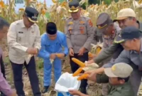 Foto: Desi Hermila/RRI Sungai Penuh