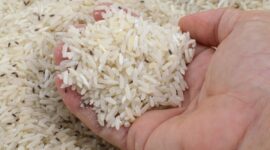 Kutu beras mengontaminasi stok beras mentah.(Poto: kompas.com).